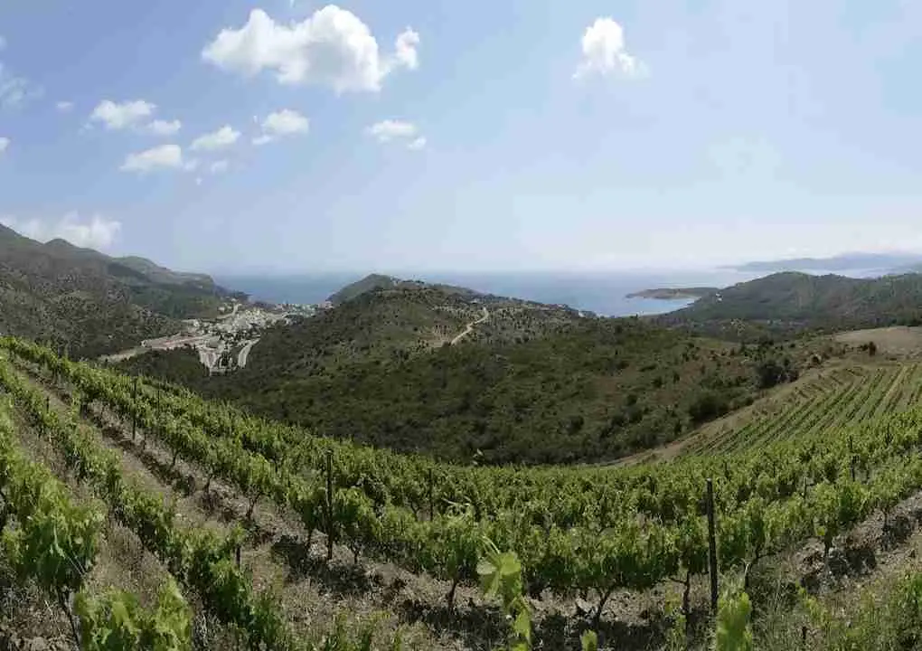 Excursión del vino en bicicleta